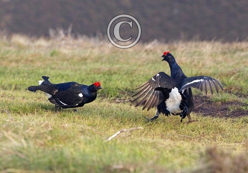 Pair Black Grouse Fighting DM1021
